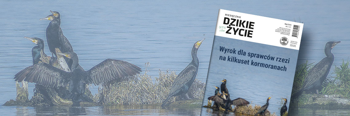 Nowy numer